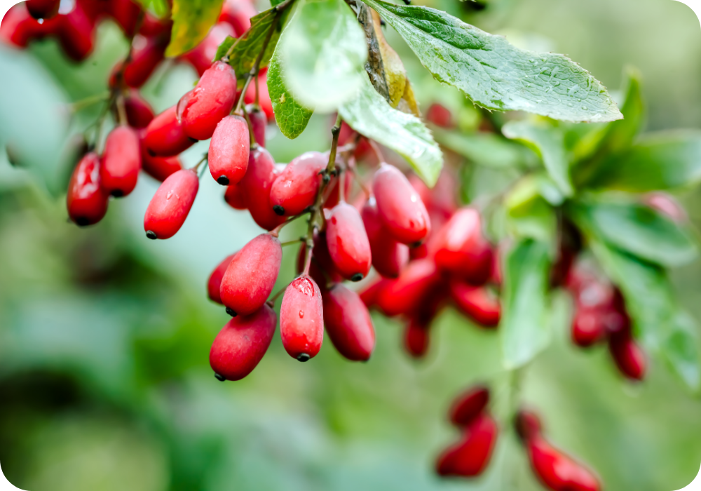 The Scientific Buzz and Benefits of Berberine